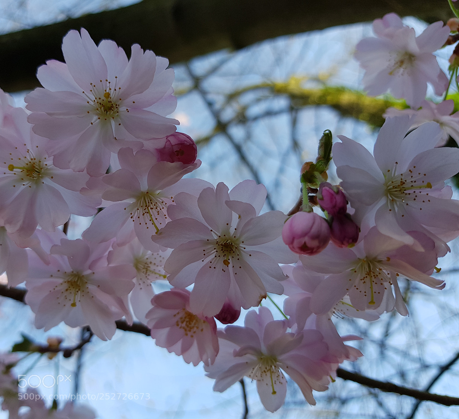 Samsung Galaxy S8+ sample photo. Untitled photography
