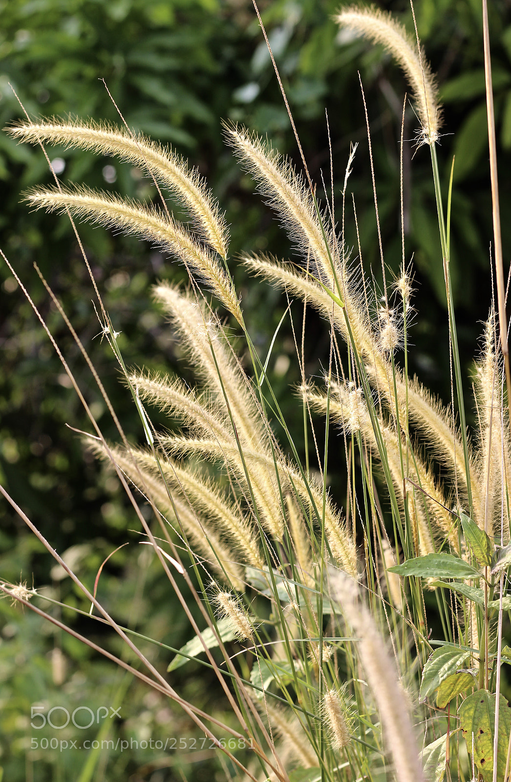 Canon EOS 700D (EOS Rebel T5i / EOS Kiss X7i) sample photo. Golden hour photography