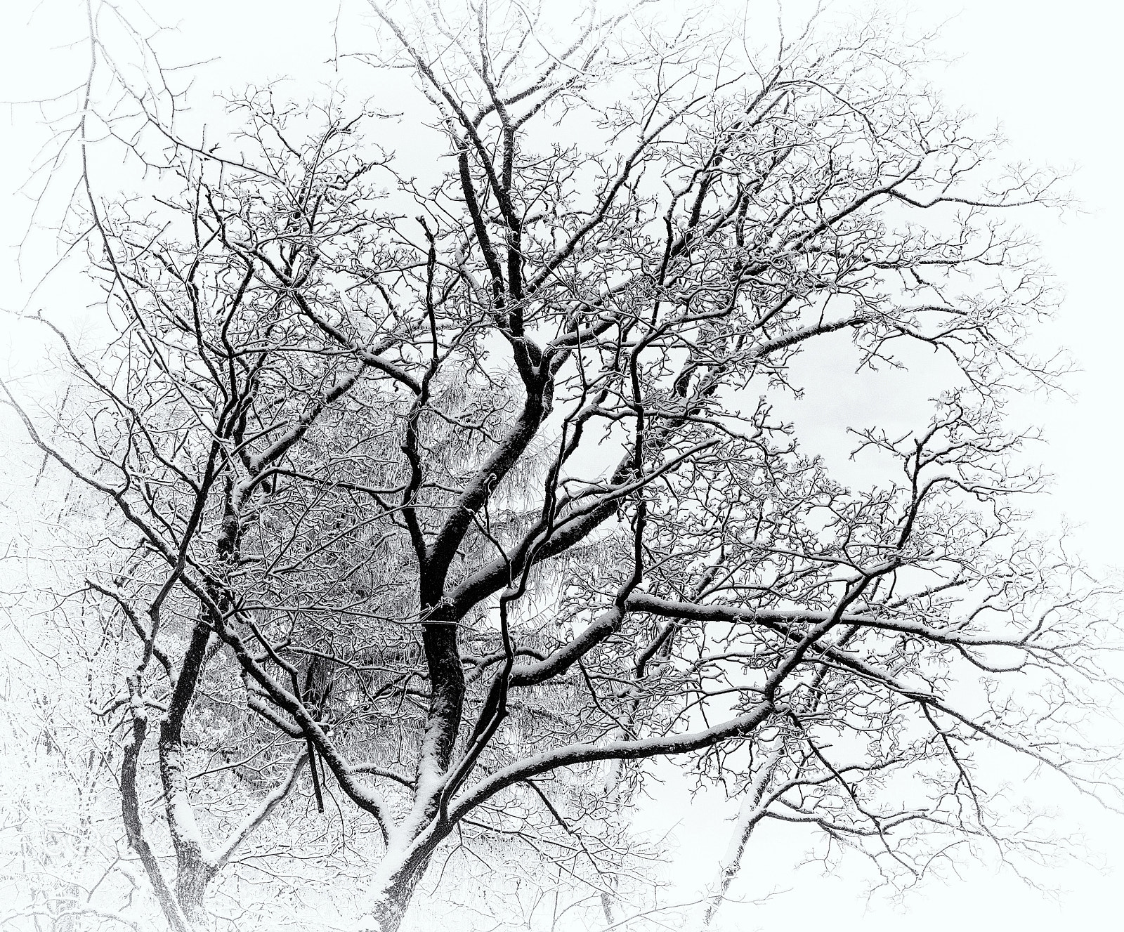 Sony a7R III sample photo. Branches photography