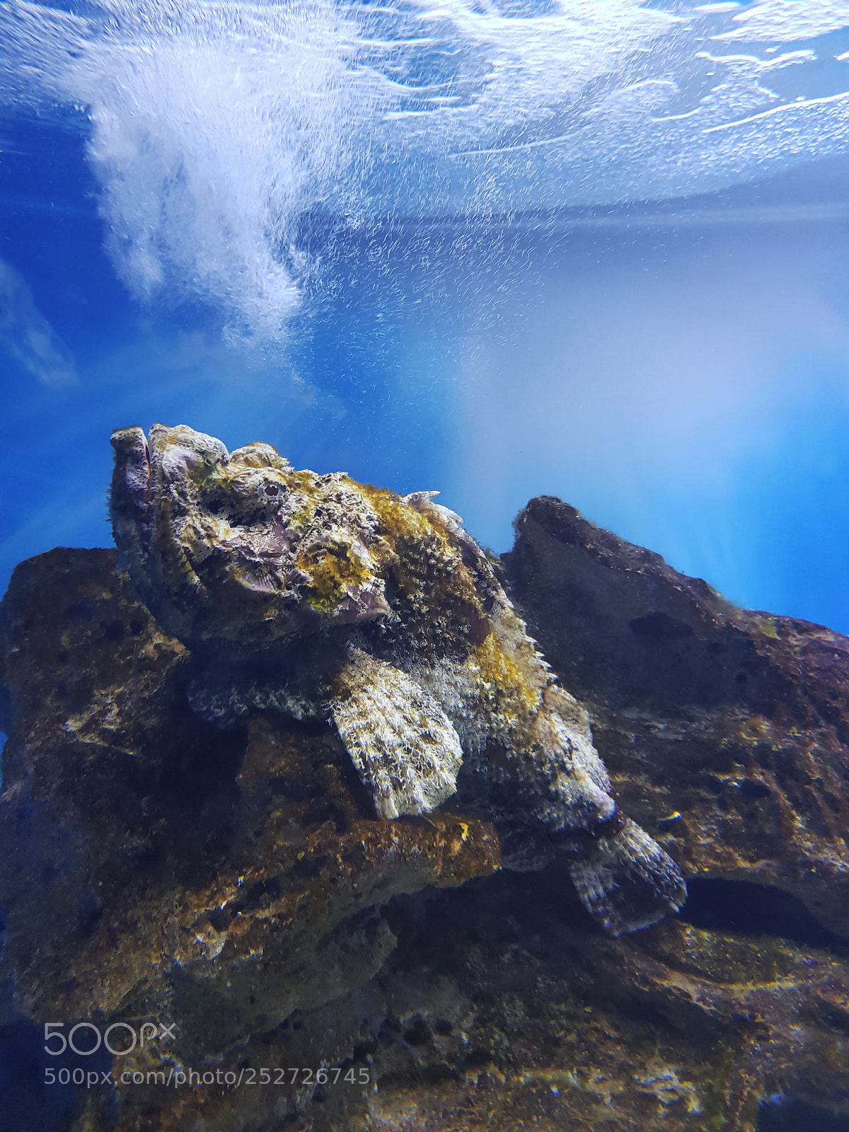 Samsung Galaxy S8 sample photo. Stoned fish photography