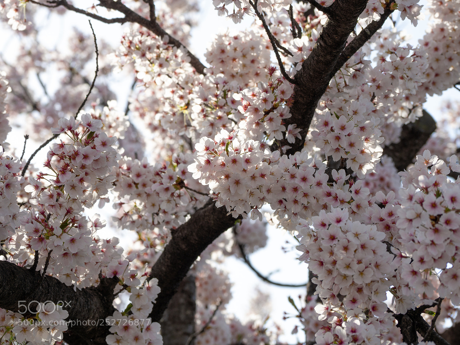 Olympus OM-D E-M10 II sample photo. Full blooming photography