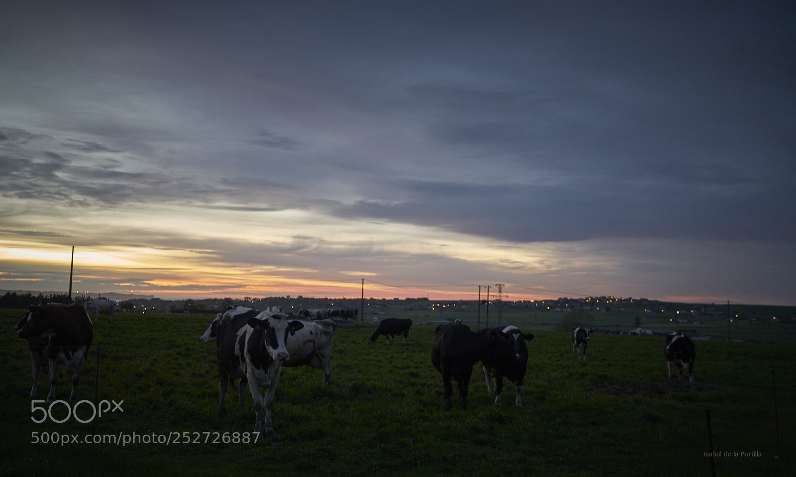 Sony a7R II sample photo. Cows 2. almost night. color. photography
