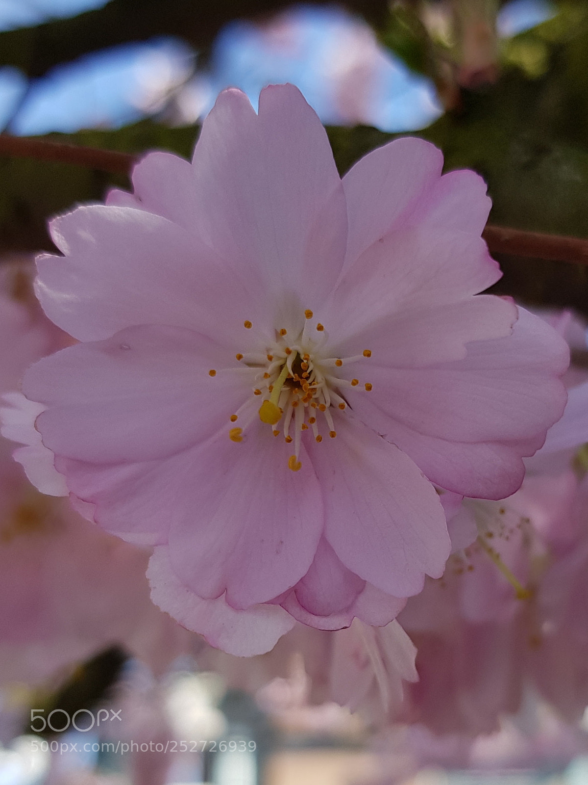 Samsung Galaxy S8+ sample photo. Untitled photography