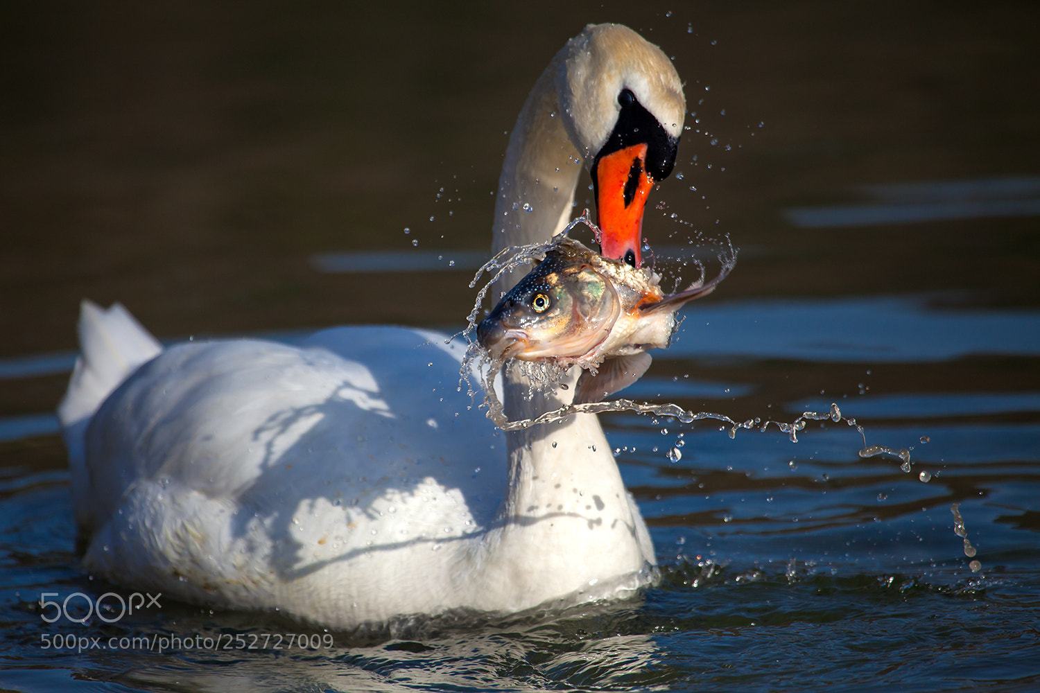 Canon EOS 5D Mark II sample photo. Swan at breakfast photography