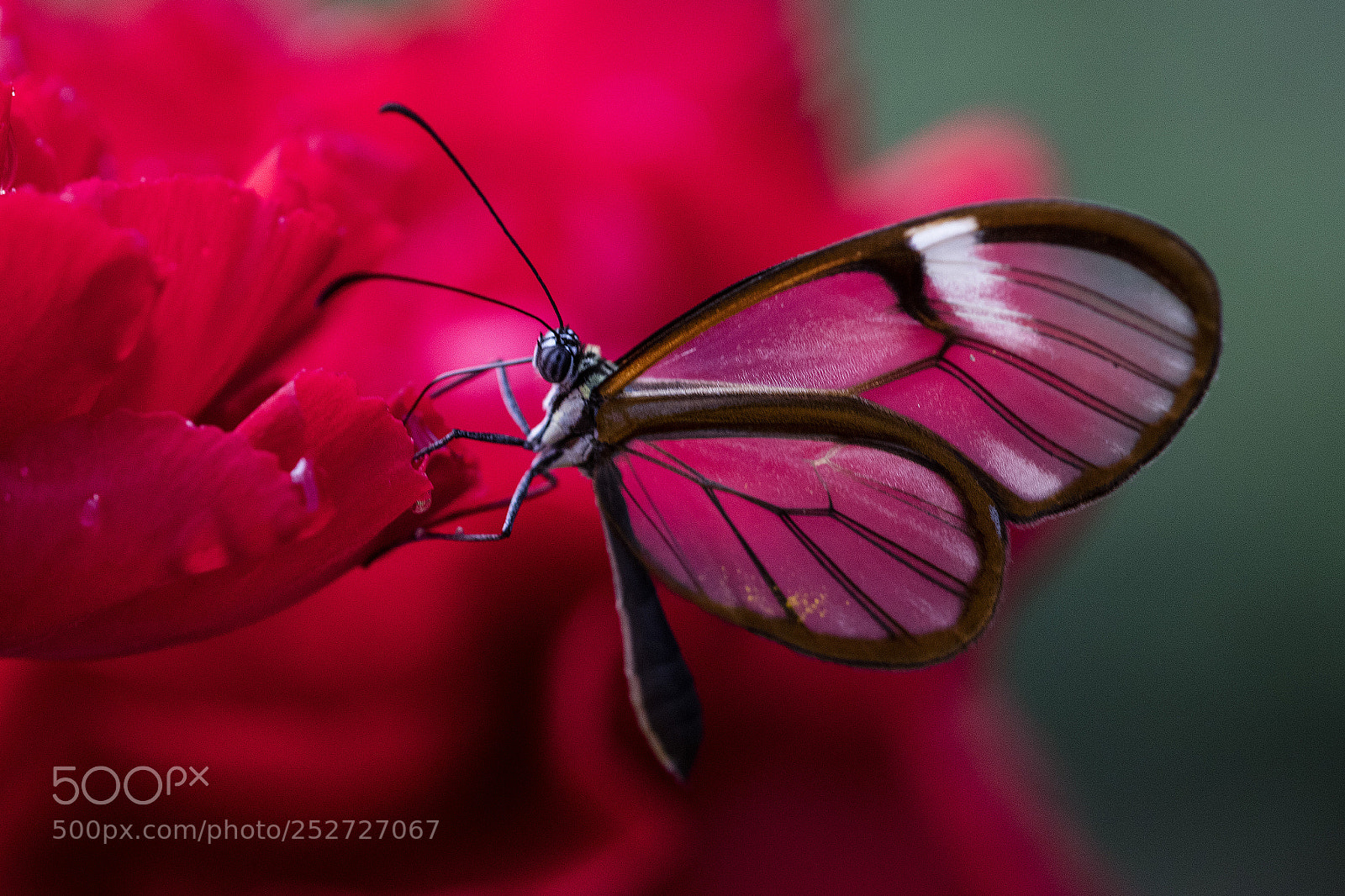 Canon EOS 5DS R sample photo. Glasfalter photography