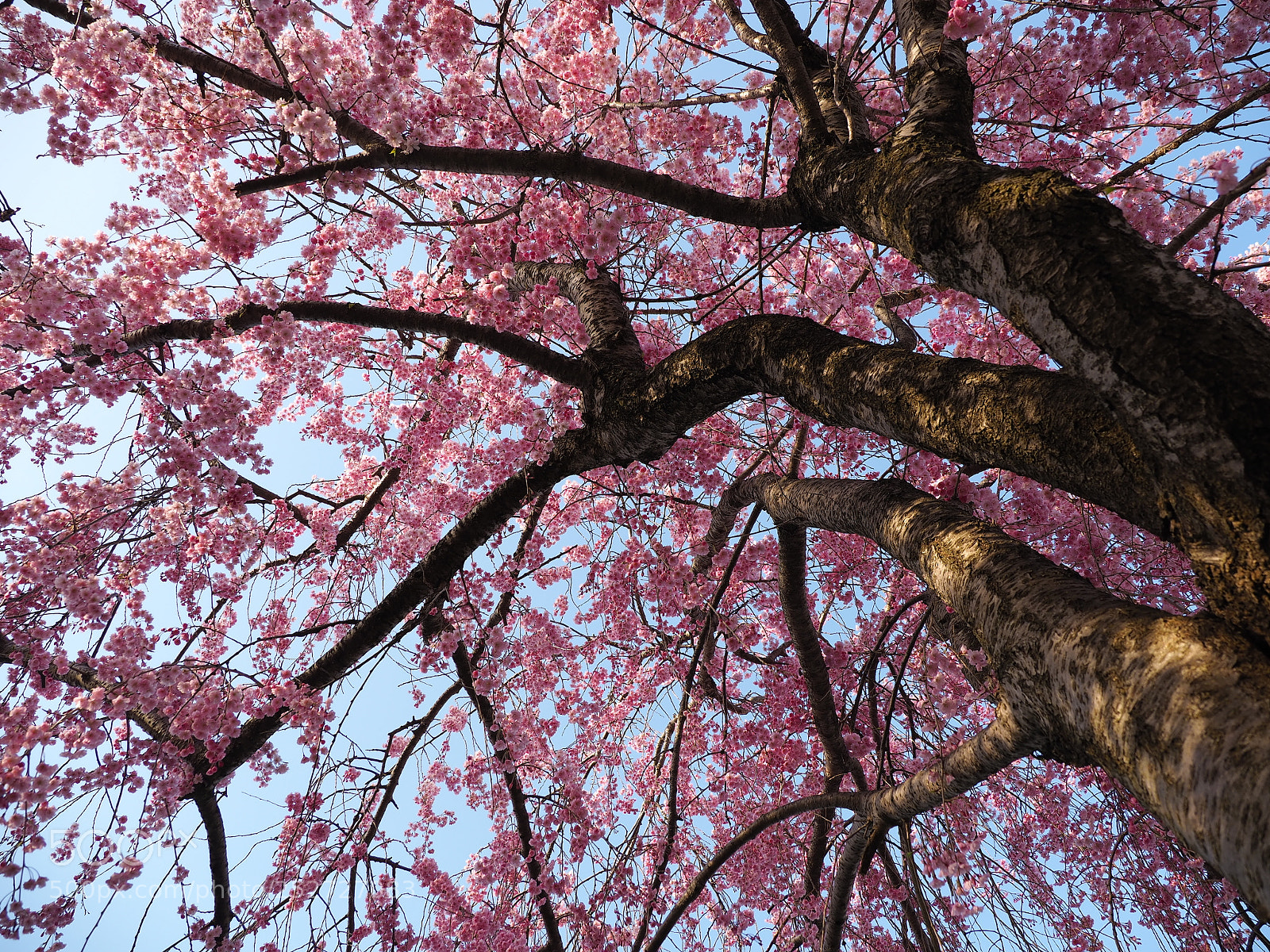 Olympus OM-D E-M10 II sample photo. Many tiny pink blossoms photography