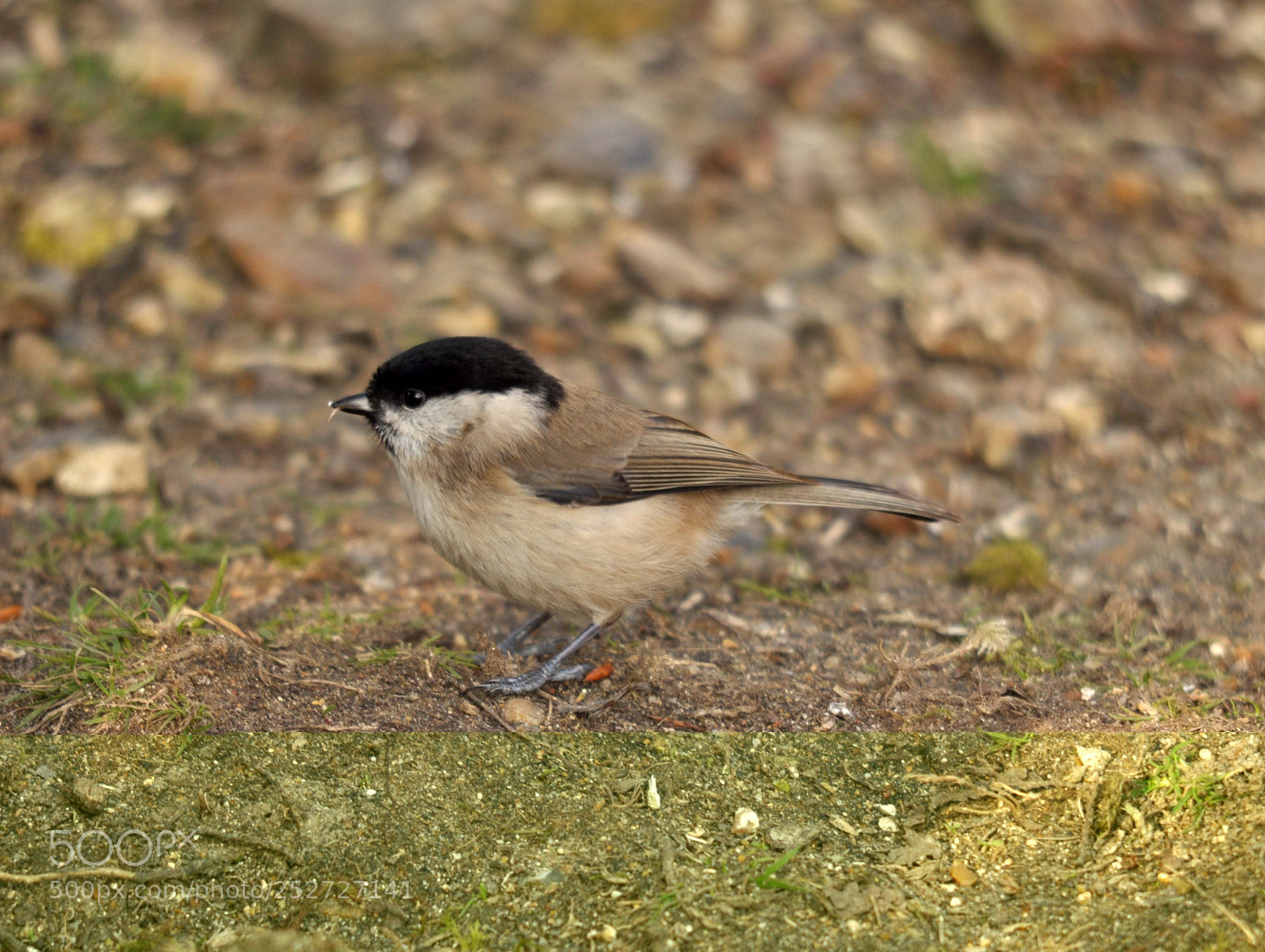 Nikon D90 sample photo. Marsh tit photography