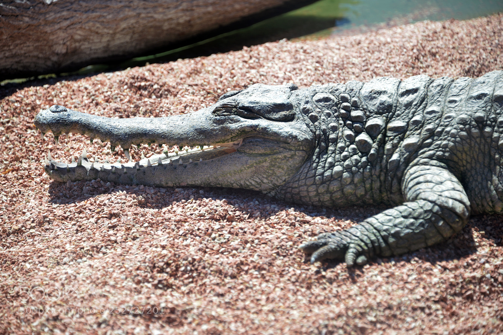 Nikon D800 sample photo. Crocodile photography