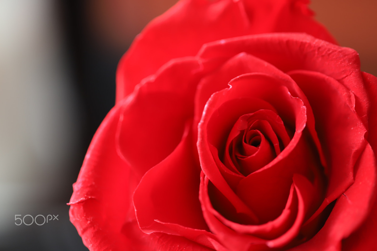 Canon EF 100mm F2.8L Macro IS USM sample photo. Rose photography