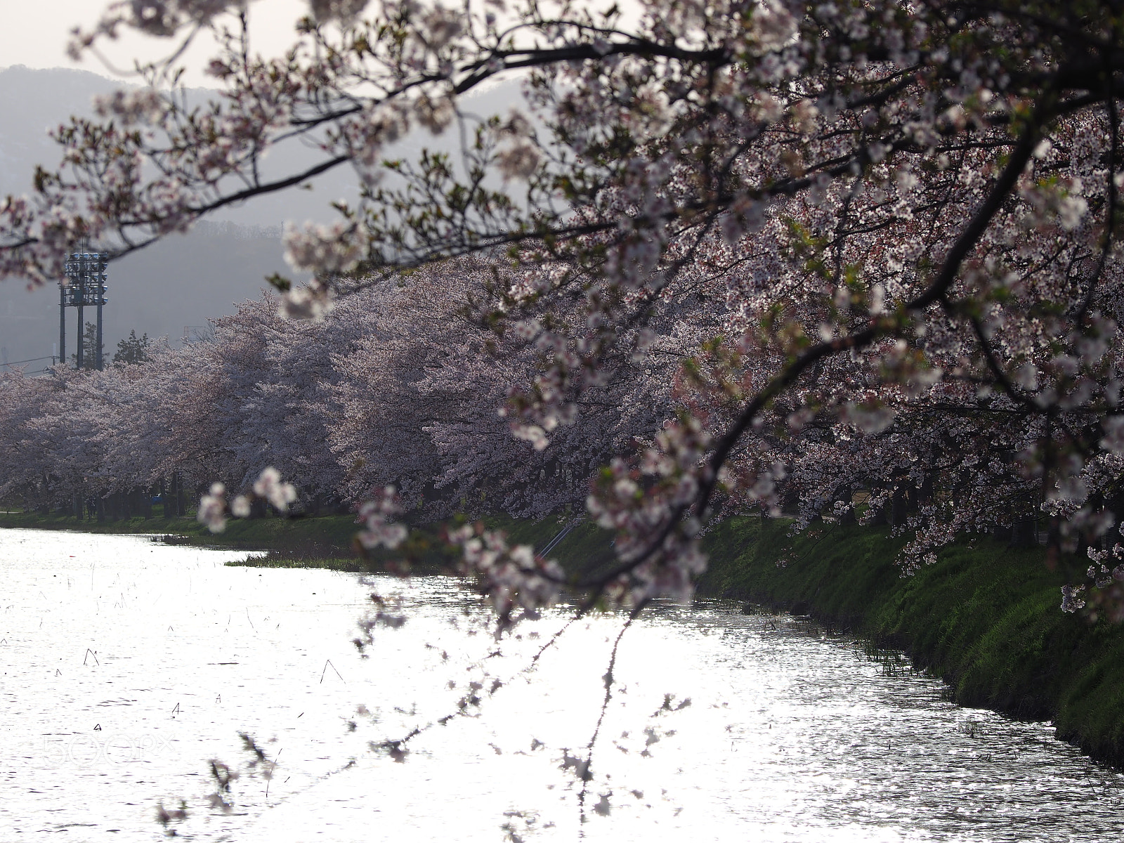 Olympus OM-D E-M10 II sample photo. Fully blossomed riverside photography