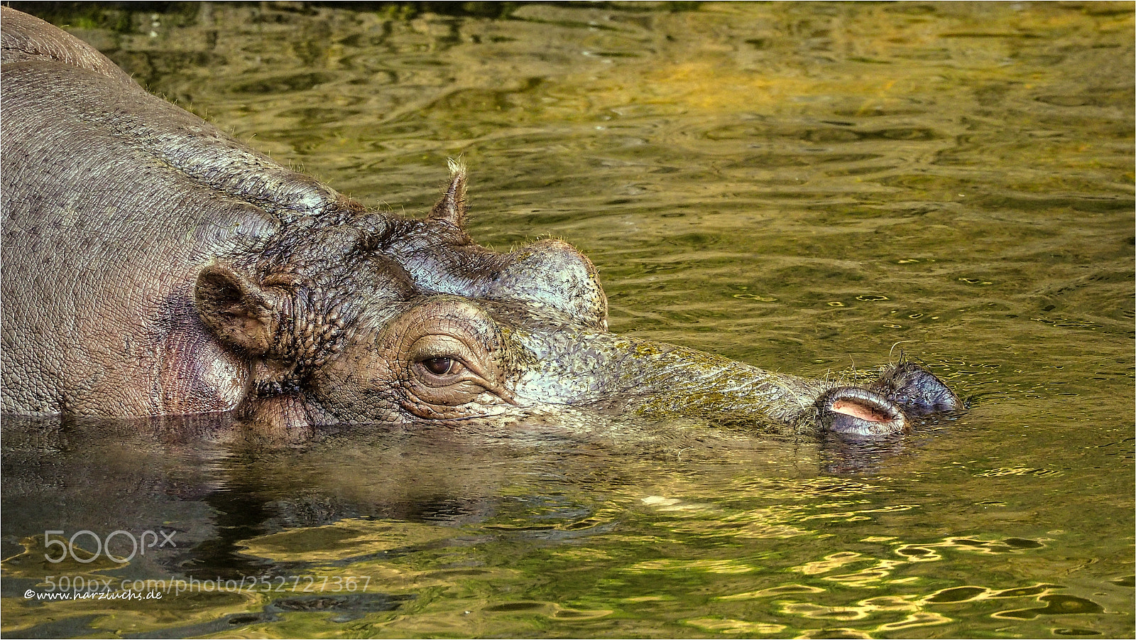 Olympus OM-D E-M10 sample photo. Hippopotamus amphibius photography