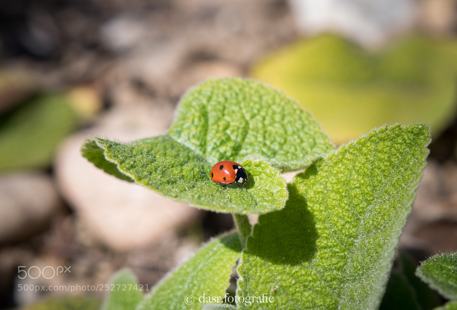 Nikon D500 sample photo. Ladybug / marienkäfer photography