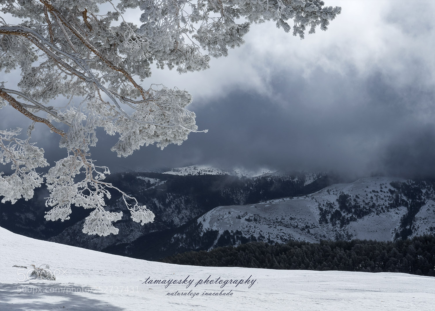 Nikon D810 sample photo. Untitled photography