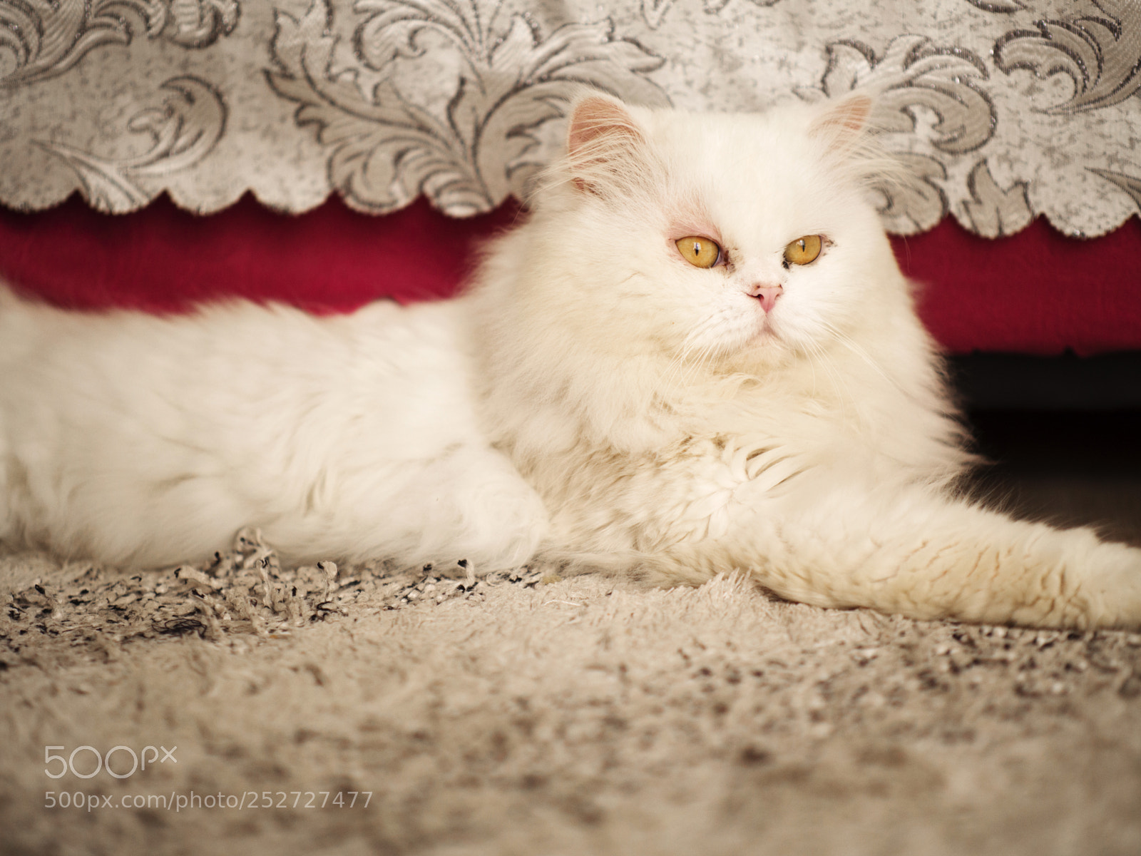 Panasonic Lumix DMC-GH3 sample photo. Kitty photography