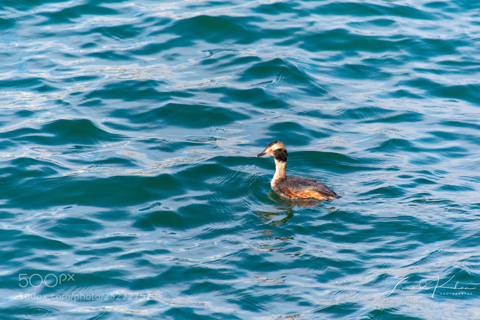 Nikon D3400 sample photo. Young red breasted merganser  photography