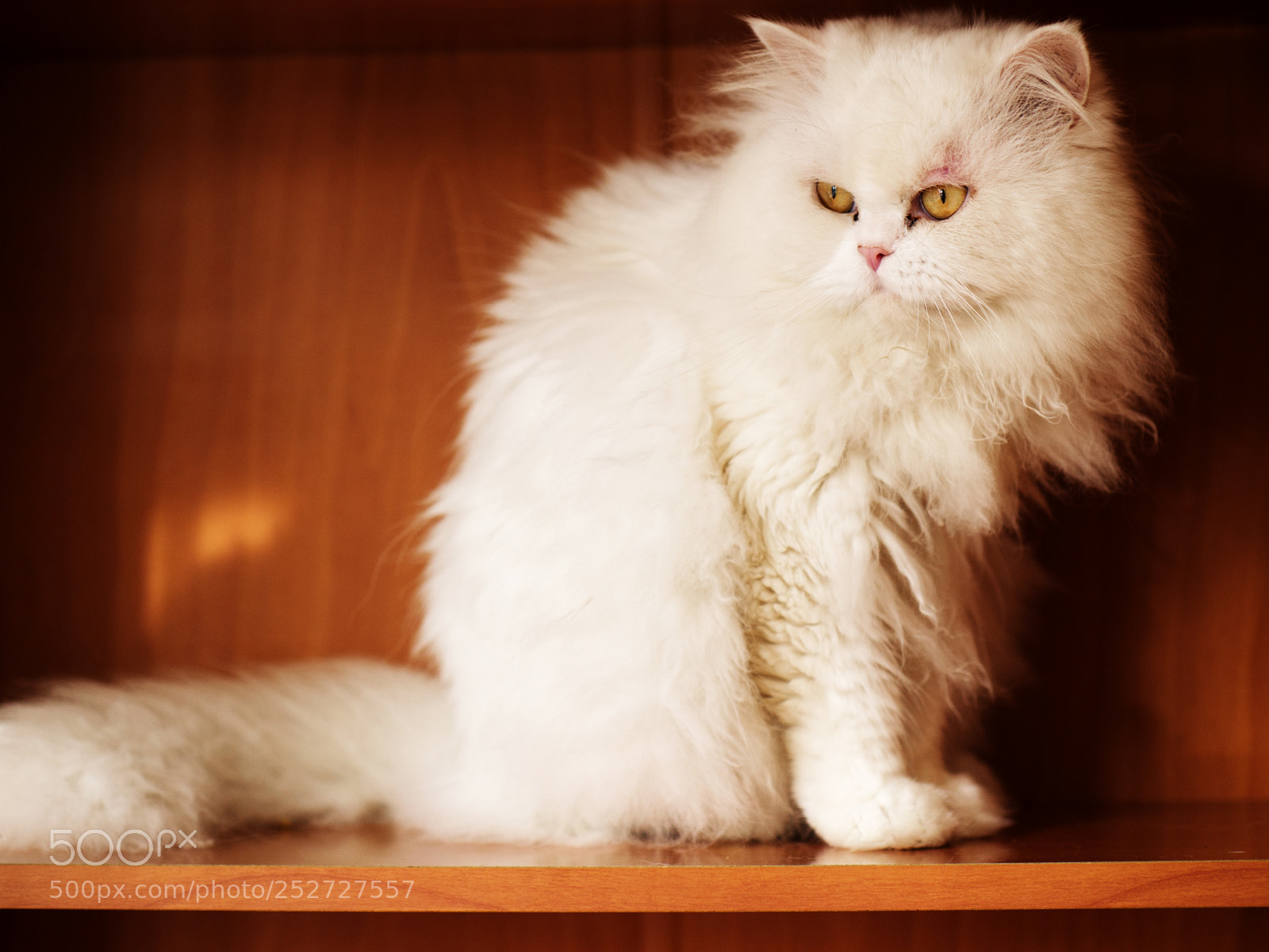 Panasonic Lumix DMC-GH3 sample photo. Kitty photography