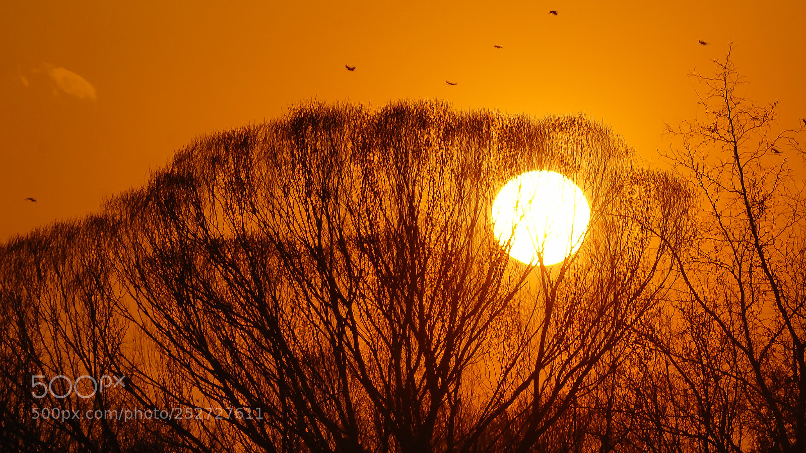Sony a7 sample photo. Skeletons of the sun photography