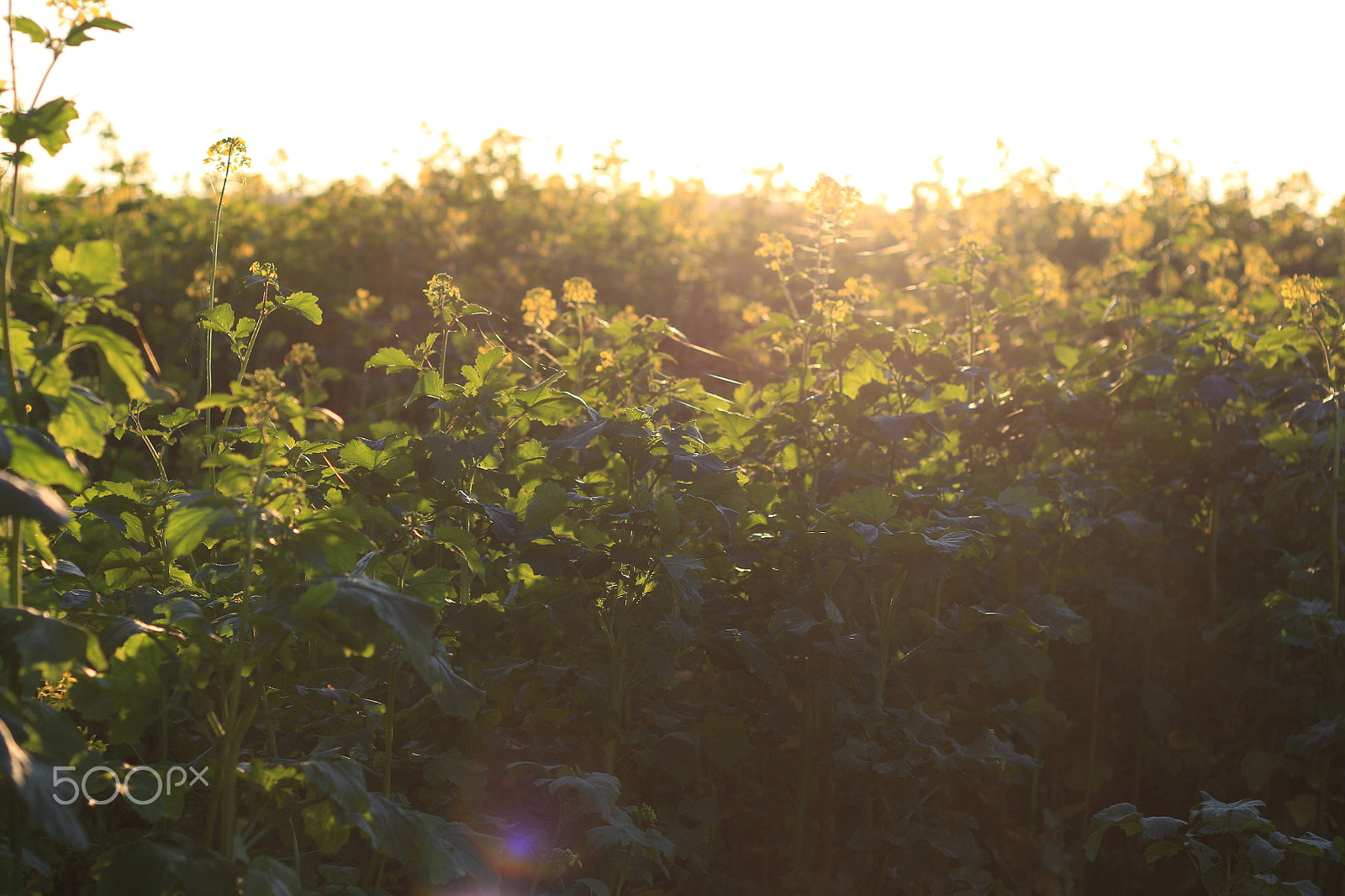 Canon EOS 700D (EOS Rebel T5i / EOS Kiss X7i) + Canon EF 50mm F1.8 II sample photo. Rapeseed sunset photography