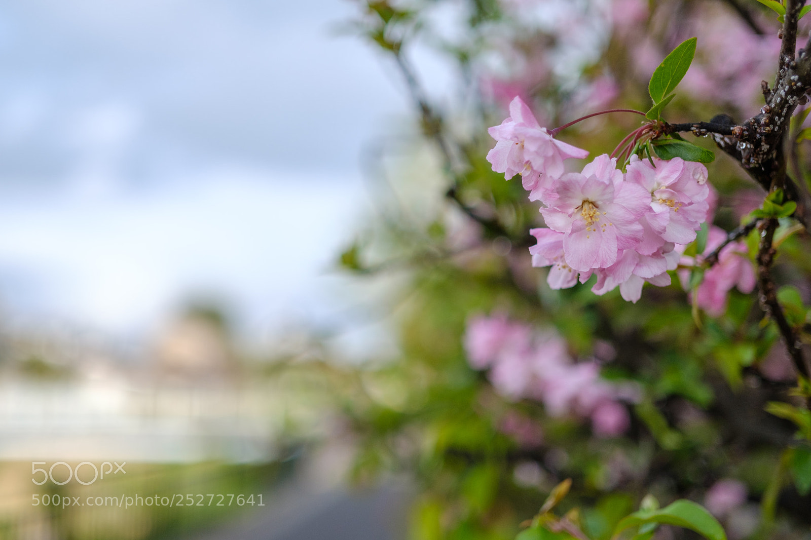 Fujifilm X-Pro2 sample photo. Untitled photography
