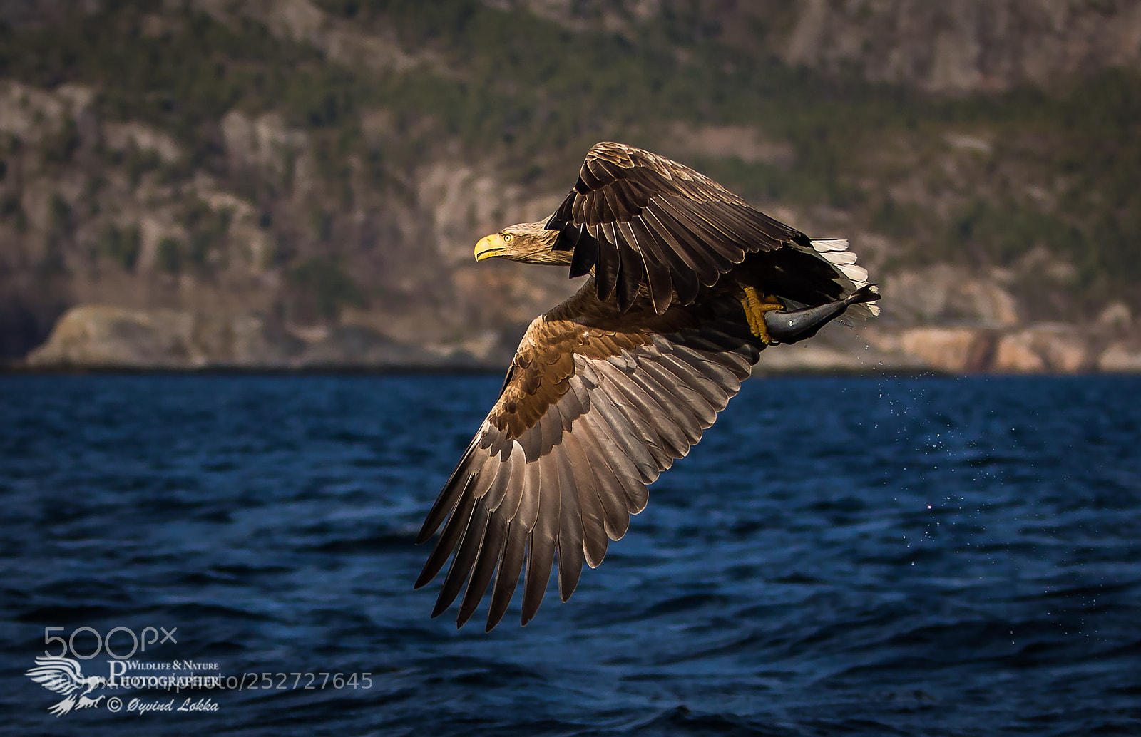 Canon EOS-1D X sample photo. White tailed eagle flatanger photography
