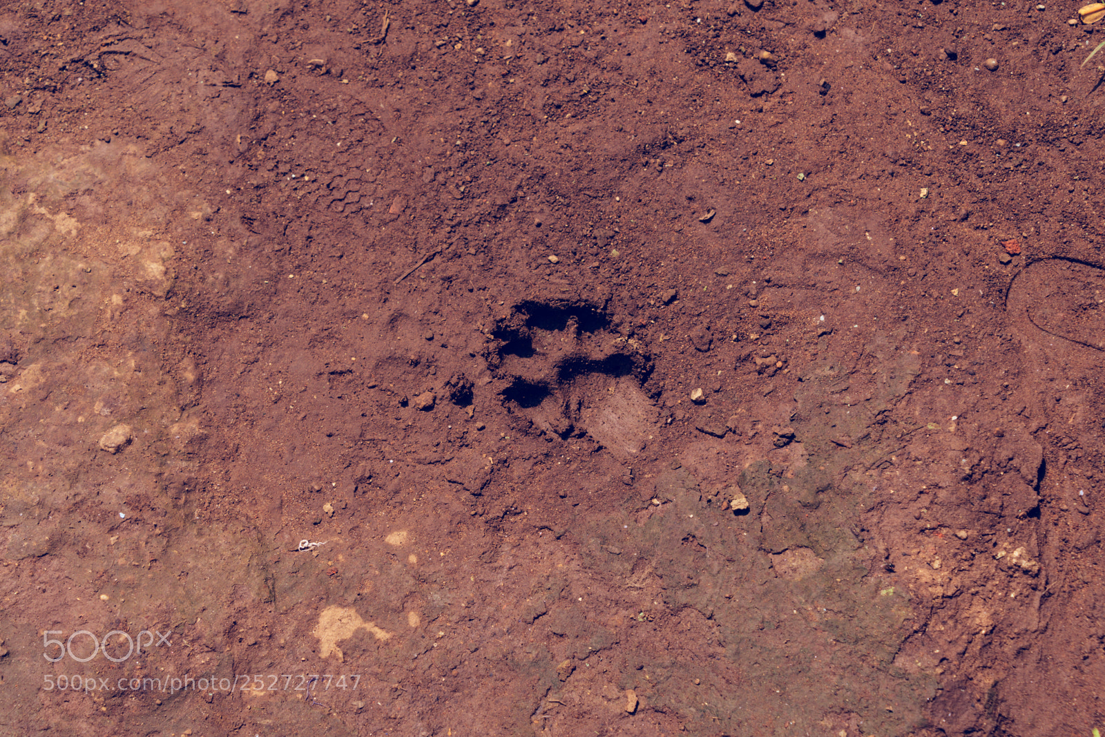 Nikon D7500 sample photo. Paw print photography