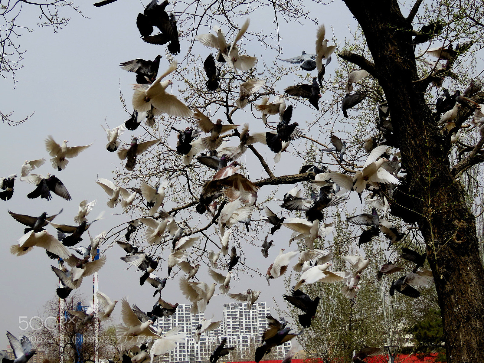 Canon PowerShot SX60 HS sample photo. 归巢 photography