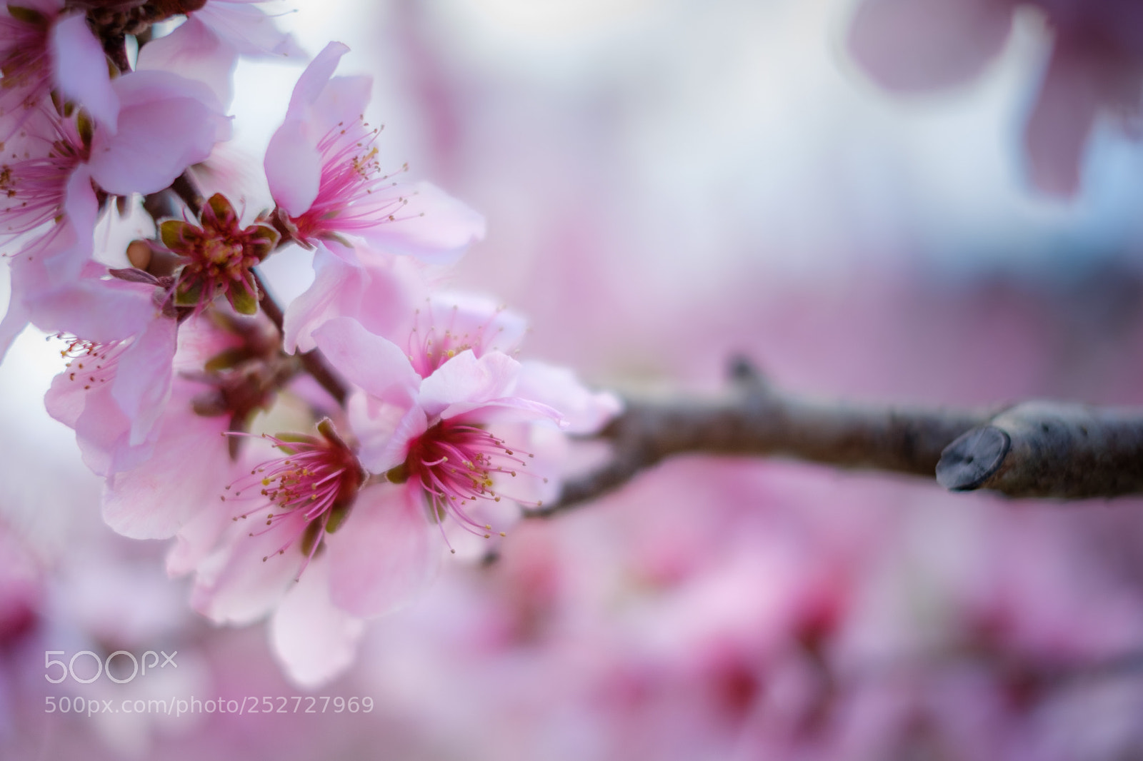 Fujifilm X-T2 sample photo. Peach flowers photography