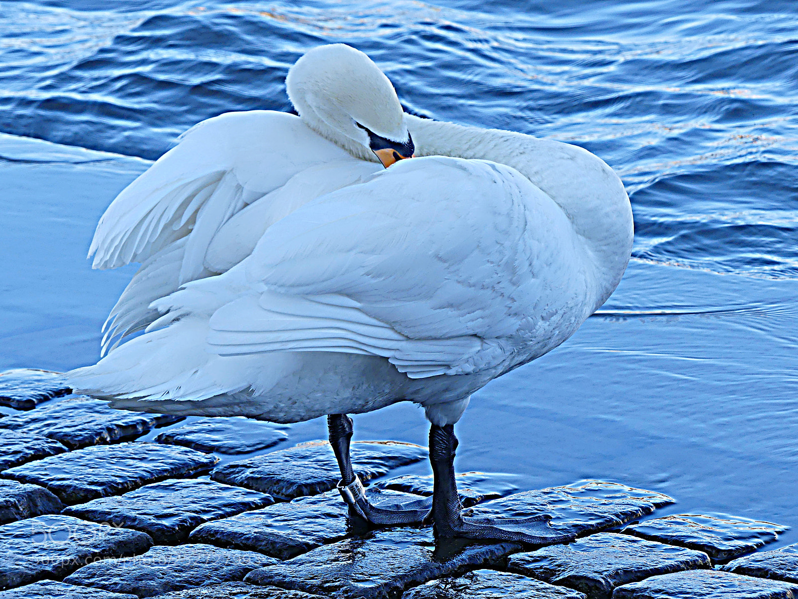 Panasonic Lumix DMC-FZ300 sample photo. Swan photography