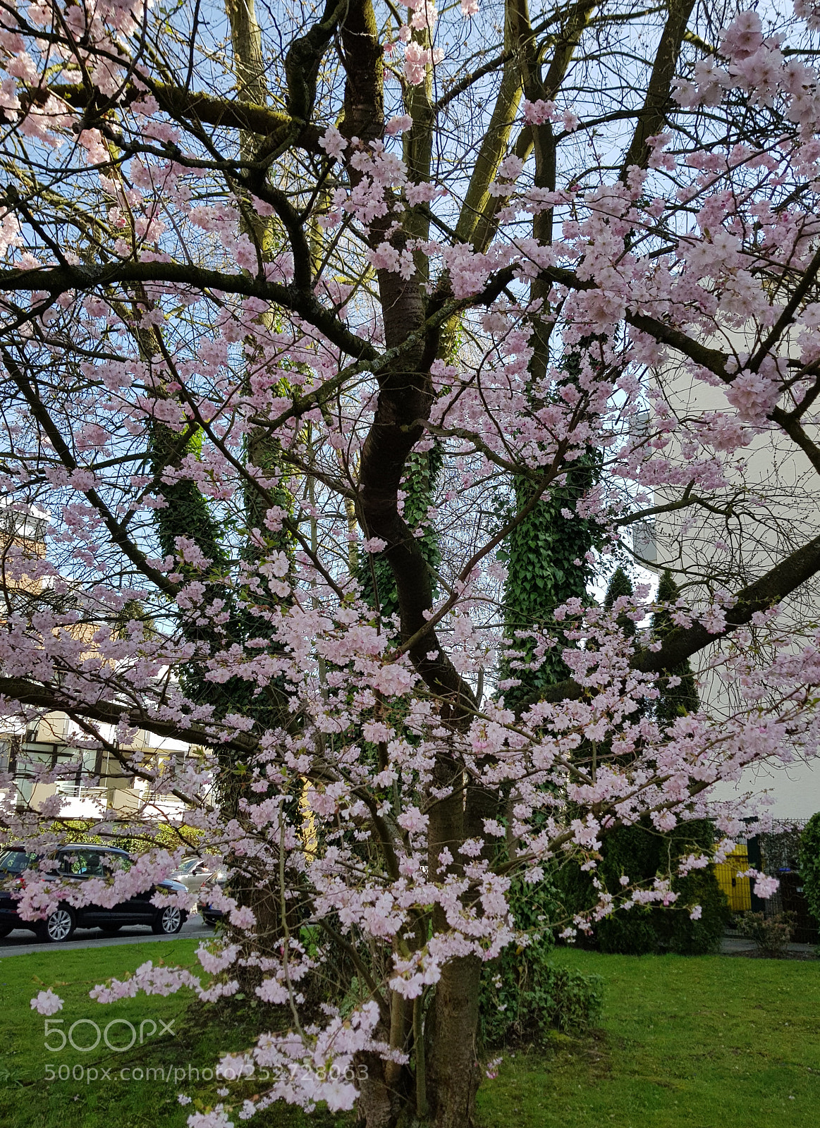 Samsung Galaxy S8+ sample photo. Untitled photography