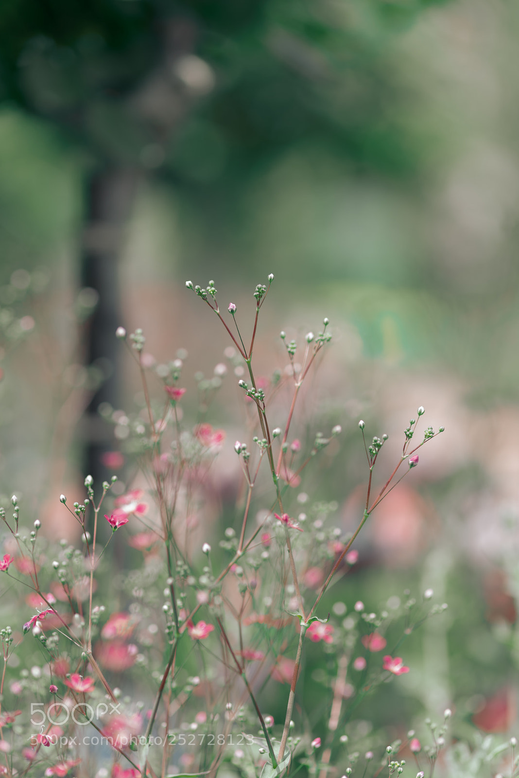 Pentax K-1 sample photo. Unknown flower photography