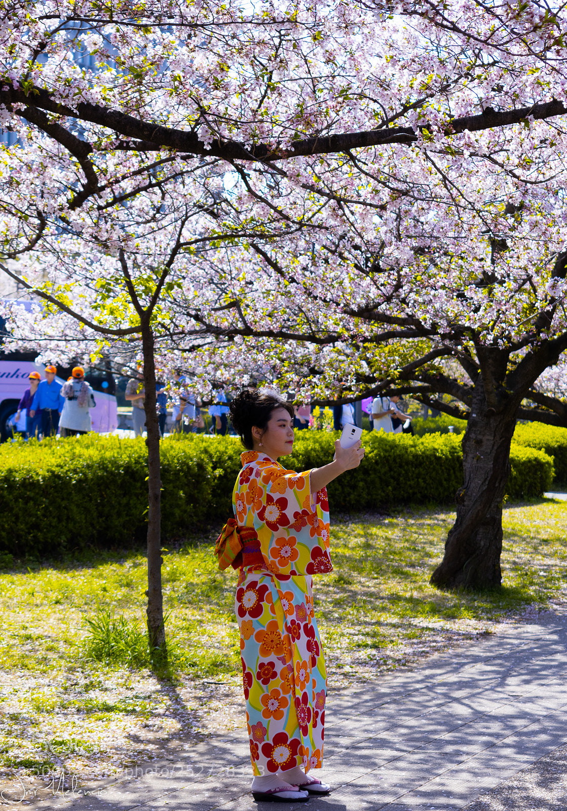Nikon D3400 sample photo. My kind of sakura photography