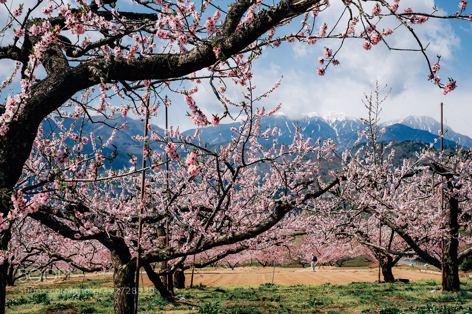 Fujifilm X-T2 sample photo. Peach orchard photography