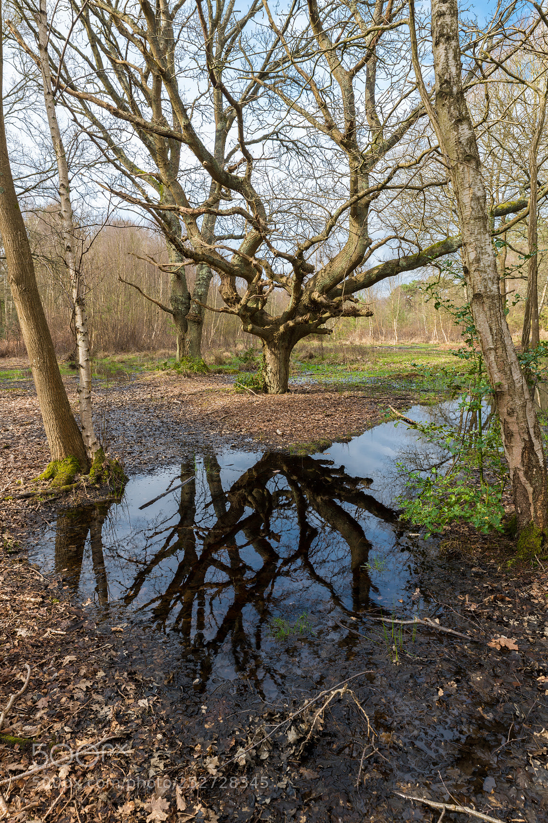 Nikon D850 sample photo. Reflective tree with further photography