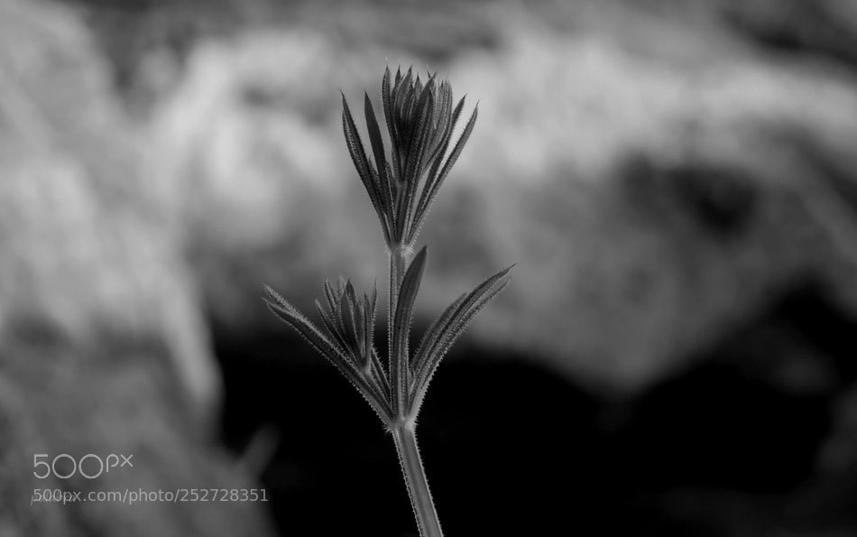Samsung NX30 sample photo. ... photography