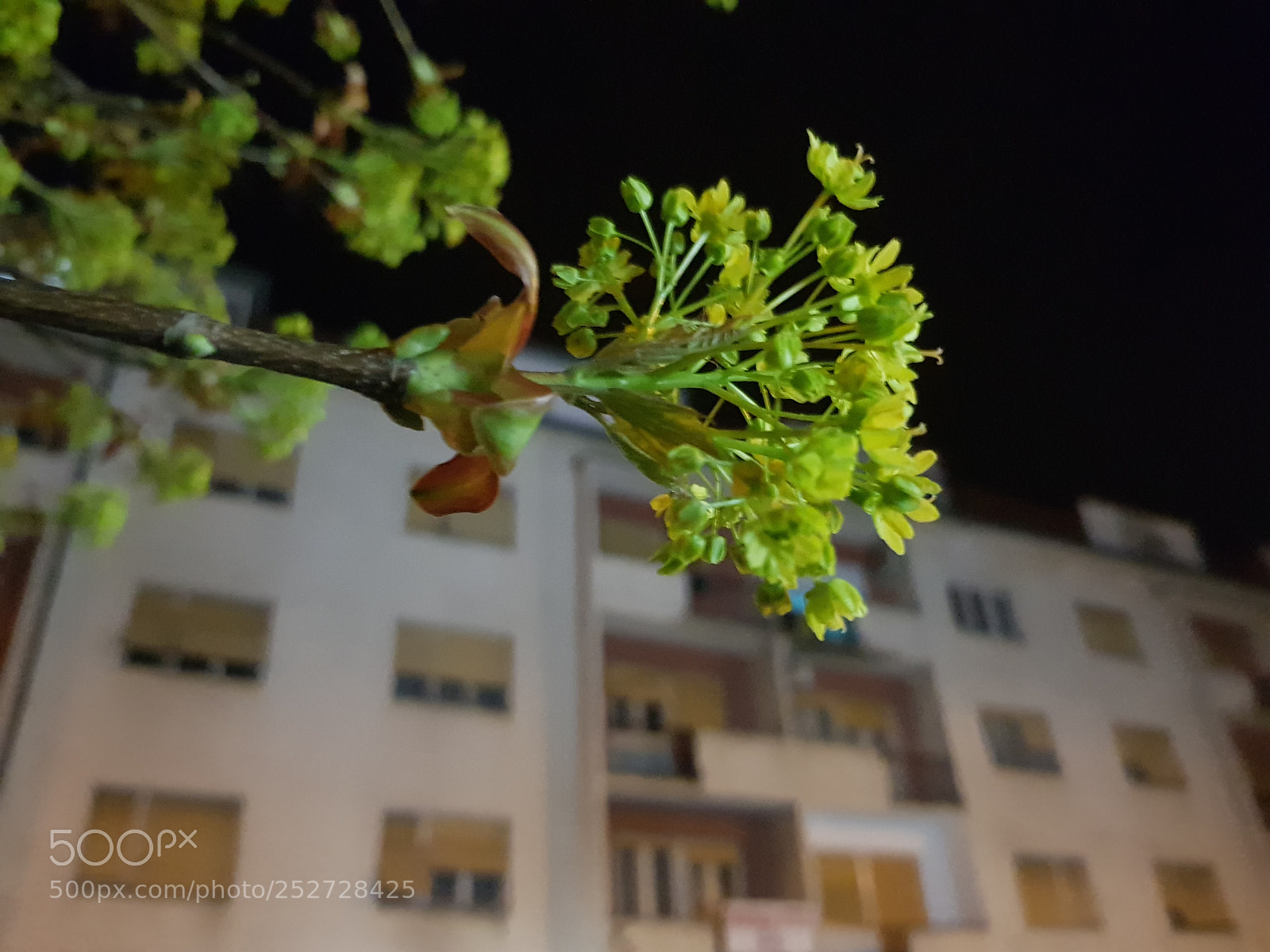 Samsung Galaxy S8 sample photo. Greeny photography