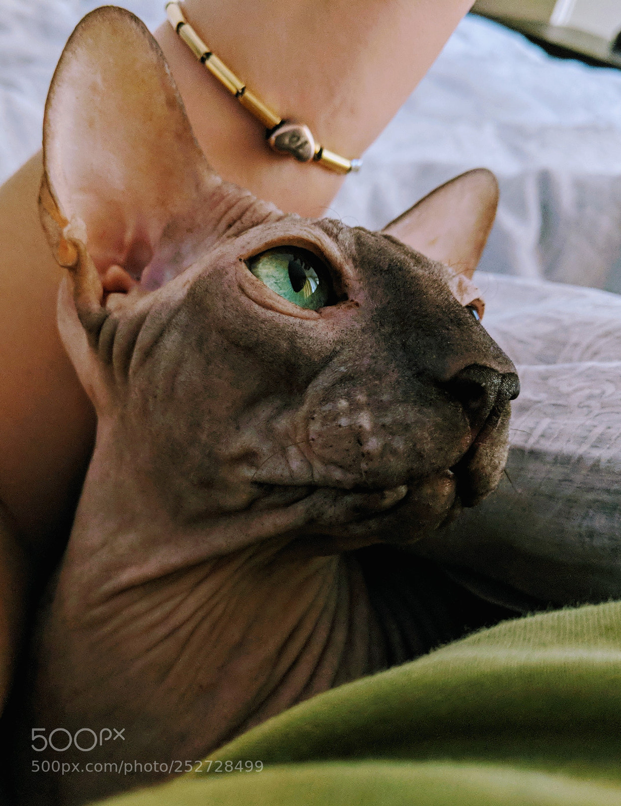 Google Pixel 2 XL sample photo. Sphynx photography