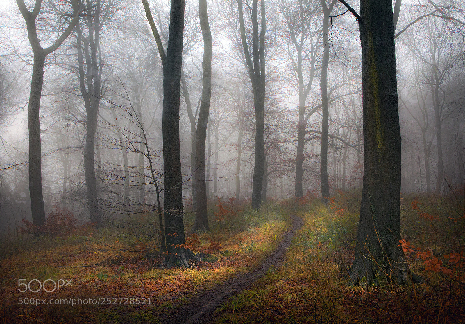 Canon EOS 5D Mark II sample photo. Into the misty woods photography