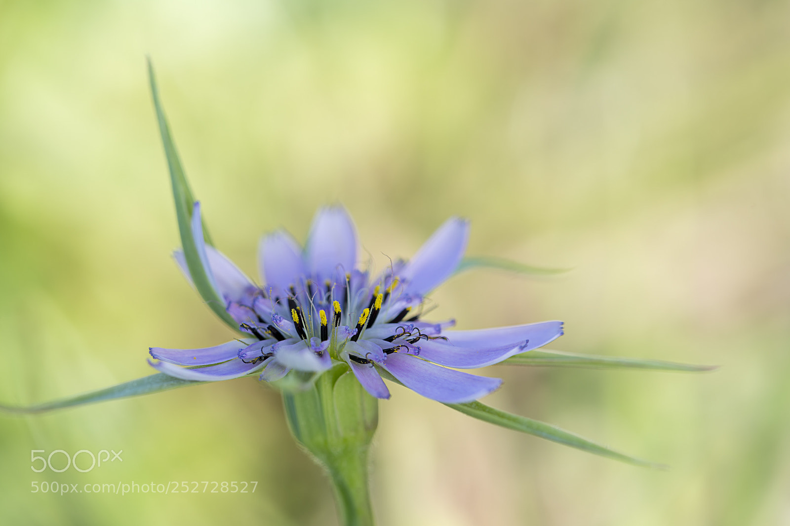 Nikon D850 sample photo. Geropogon hybridus photography