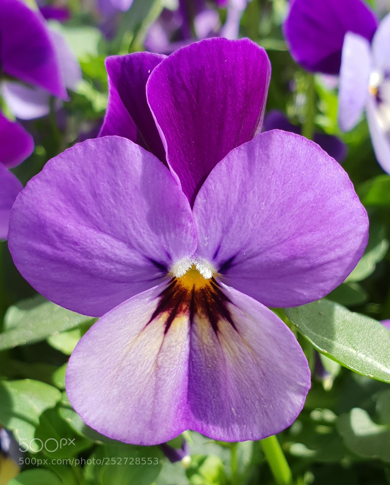 Samsung Galaxy S9+ sample photo. Untitled photography