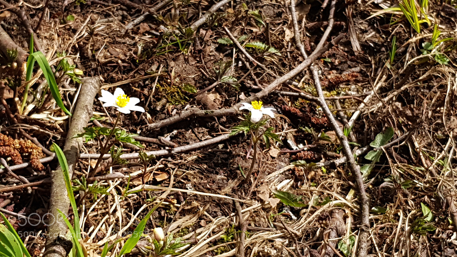 Samsung Galaxy S8+ sample photo. Untitled photography