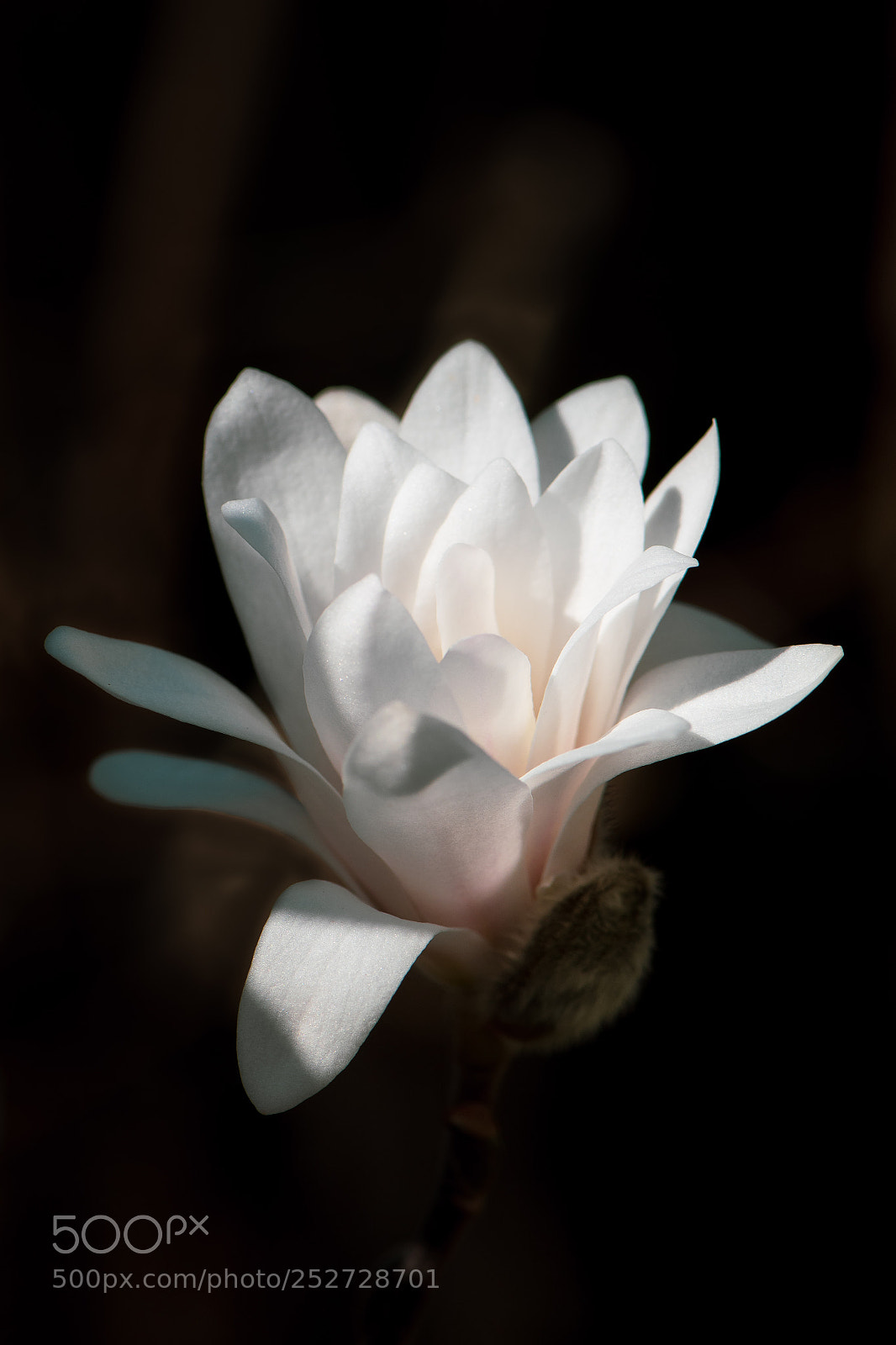 Nikon D500 sample photo. Spring is here photography