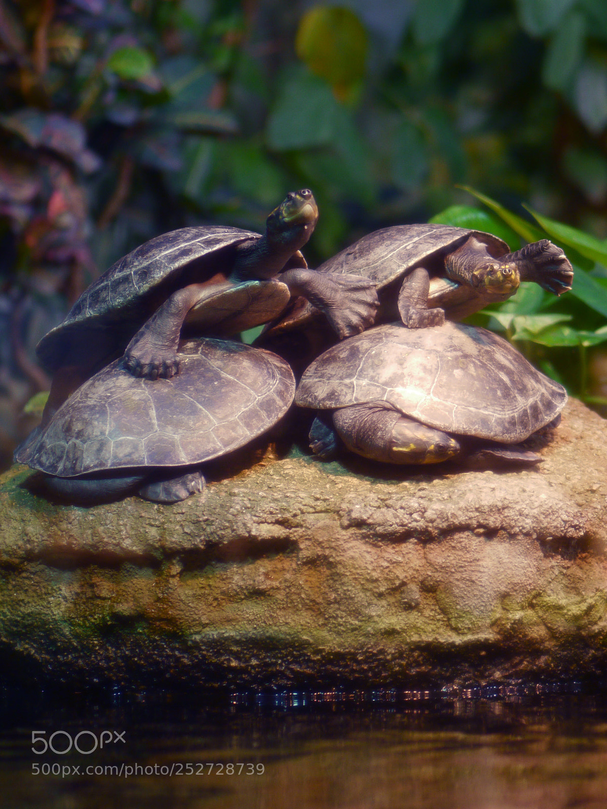 Panasonic Lumix DMC-G5 sample photo. Turtels meet and greet photography