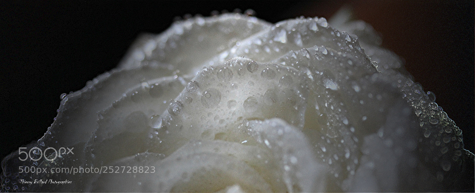 Canon EOS 600D (Rebel EOS T3i / EOS Kiss X5) sample photo. Rose blanche photography