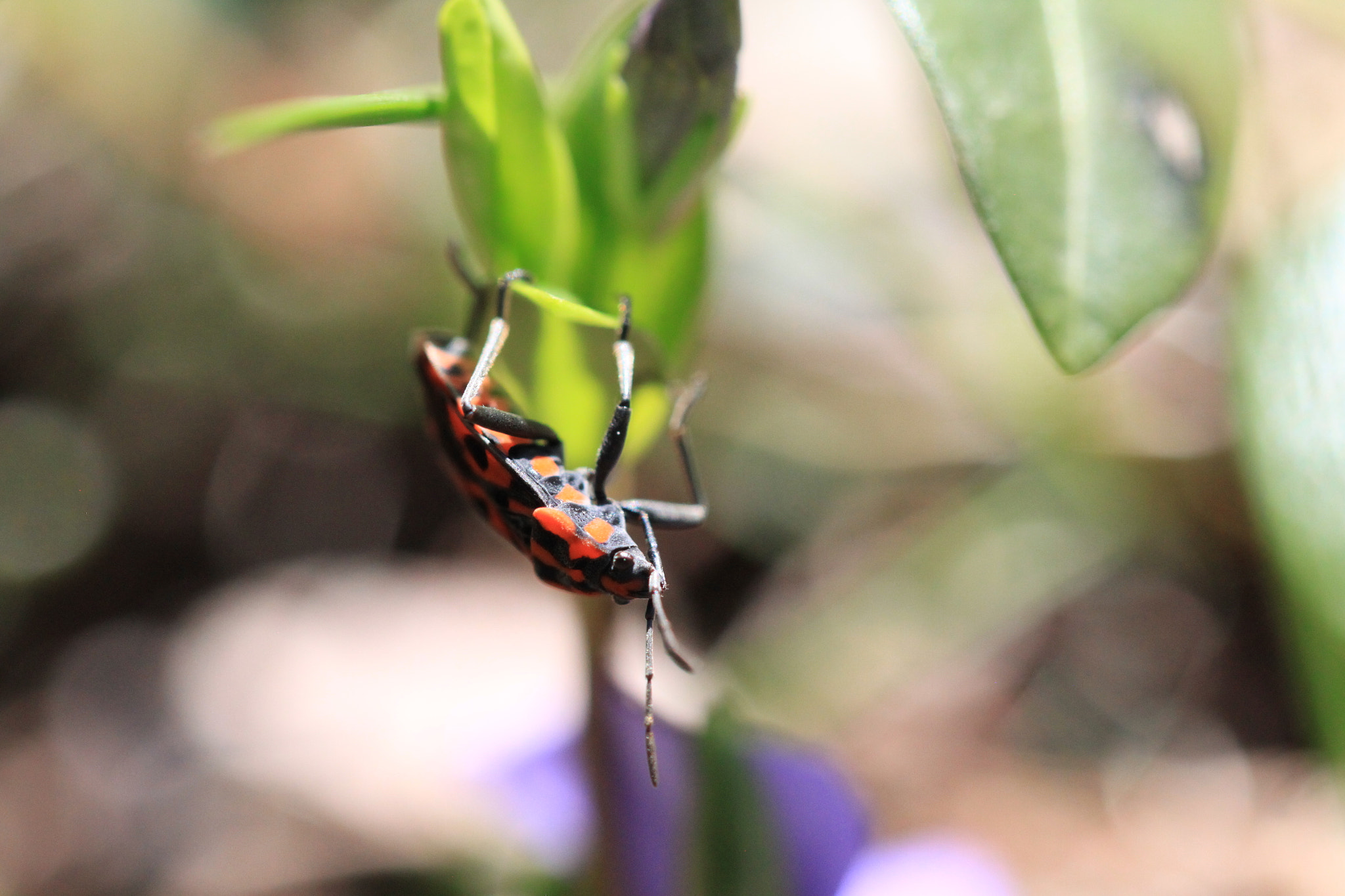 Canon EF 100mm F2.8L Macro IS USM sample photo. The climber photography