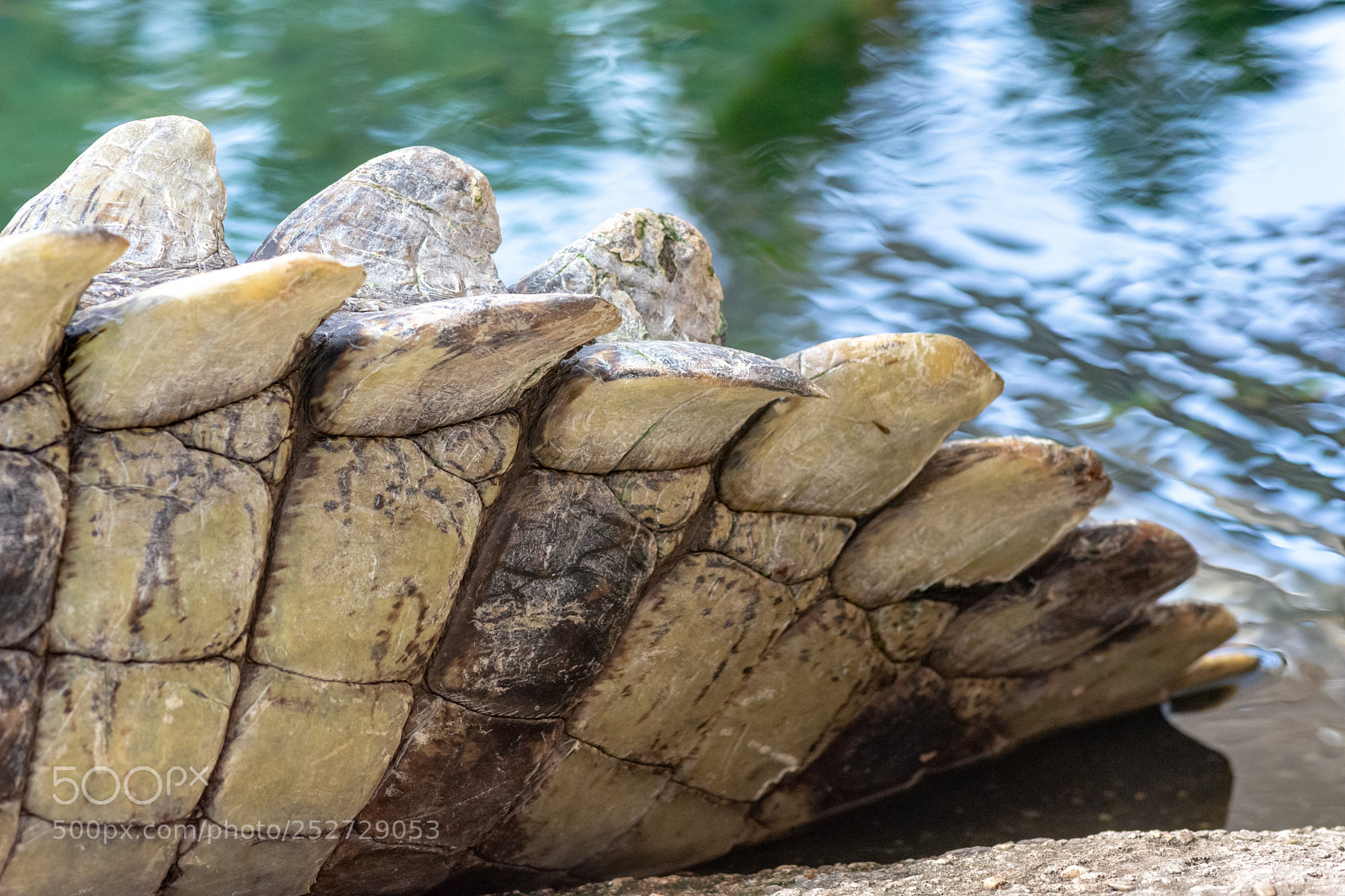 Nikon D7200 sample photo. Tailgator photography