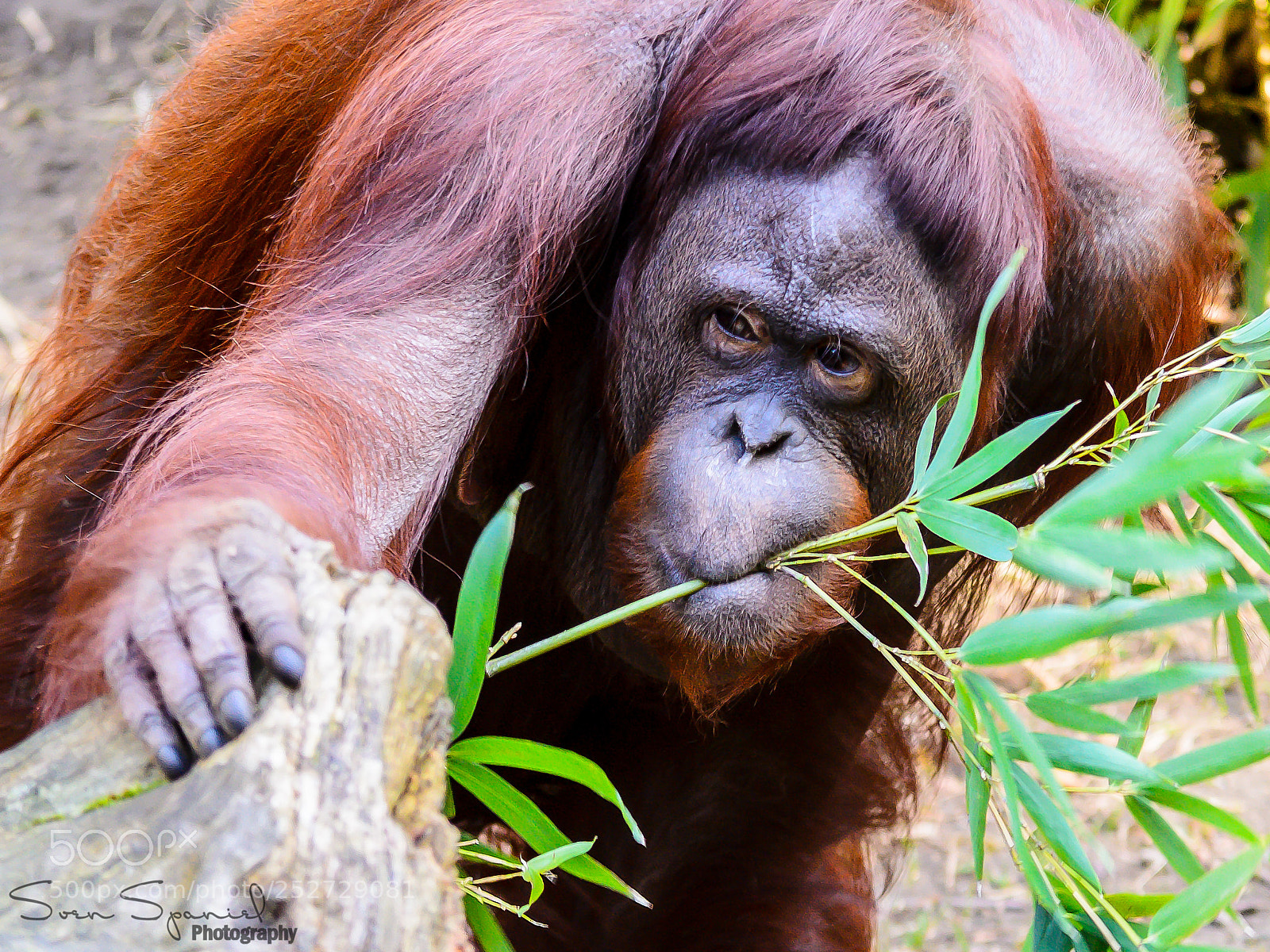Nikon D7000 sample photo. Orang-utan - zoo muenster photography