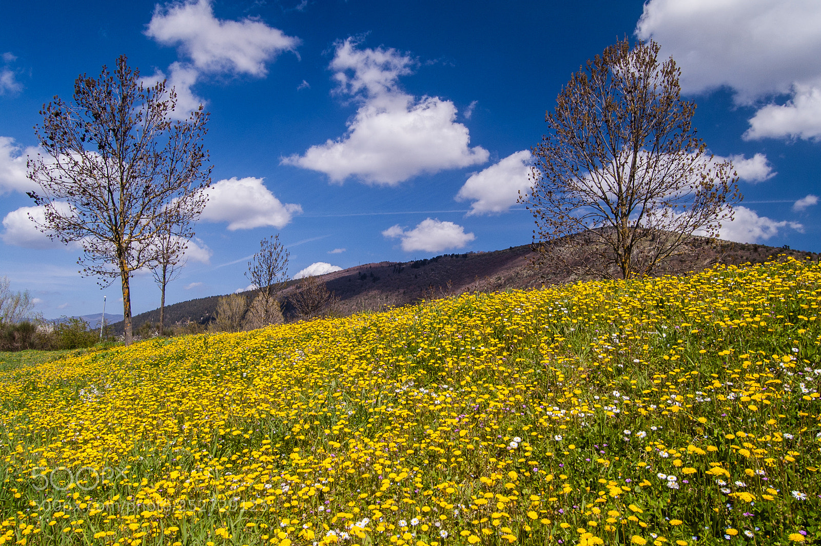 Nikon D40 sample photo. Spring i photography