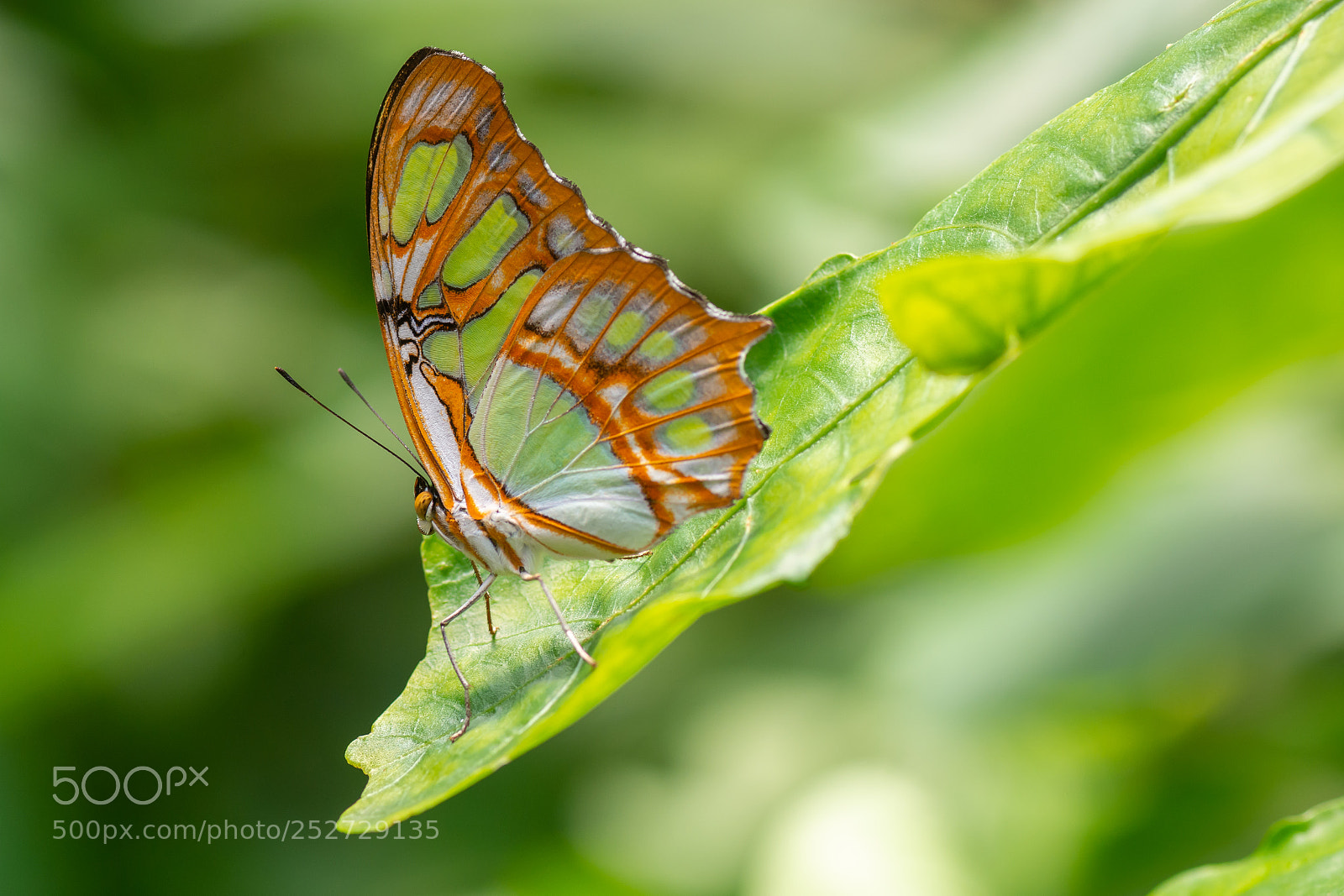 Nikon D7200 sample photo. Butterfly photography