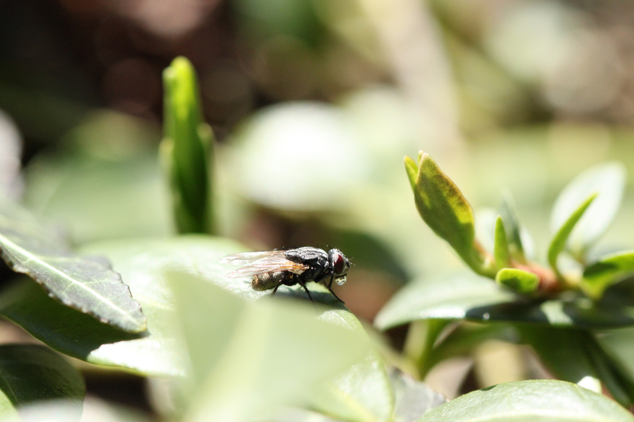 Canon EF 100mm F2.8L Macro IS USM sample photo. Sunbathing photography