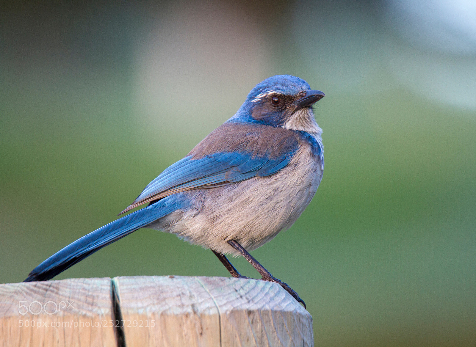 Canon EOS 7D sample photo. California scrub-jay
monterey ca photography